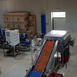 Máquina desespinadora para higos chumbos, opuntia, nopal, fichi d'india, tuna. Producción 300 Kg/h