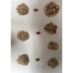 Granuladora de frutos secos en acero inoxidable