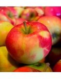 Línea de elaboración de manzanas