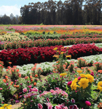 Maquinaria para procesado de hierbas, plantas y flores